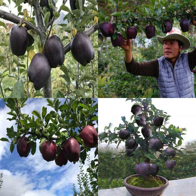 M-Tech Gardens Rare Apple Fruit Seed"Black Diamond" Exotic -10 Fruit seeds for Growing