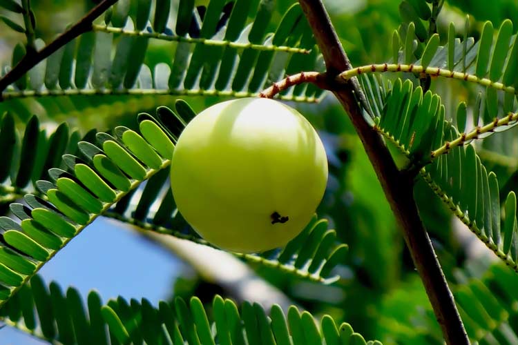10 Miraculous Advantages of Gooseberry