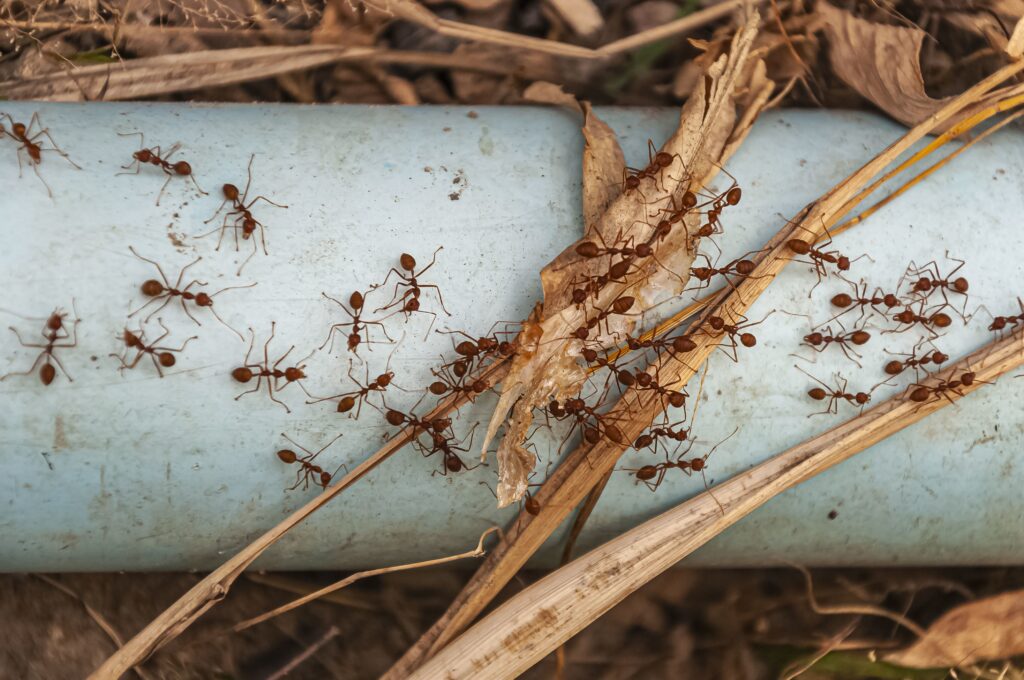 Reasons For Ants to Invade Your Living Space