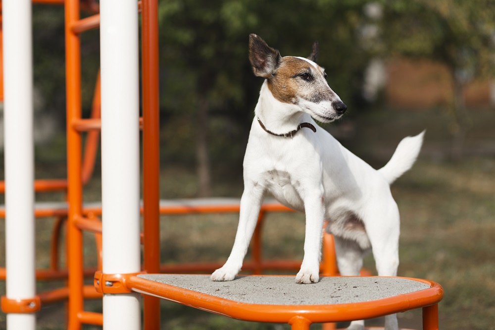 Understanding Common Concerns About Dog Boarding In OKC