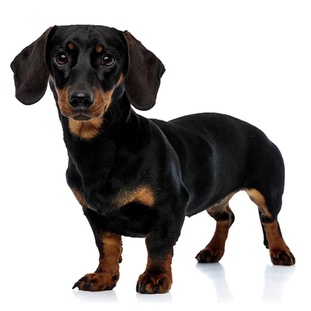 Untold Truth about Dachshunds Breed