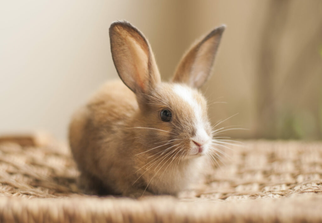 How Do You Take Care of a Rabbit for Beginners