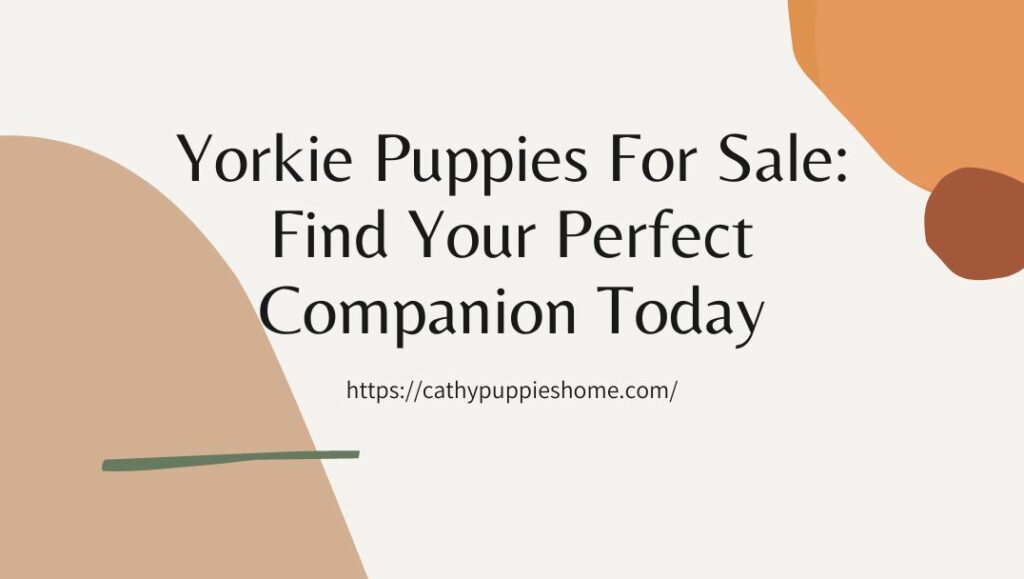 Yorkie Puppies For Sale: Find Your Perfect Companion Today