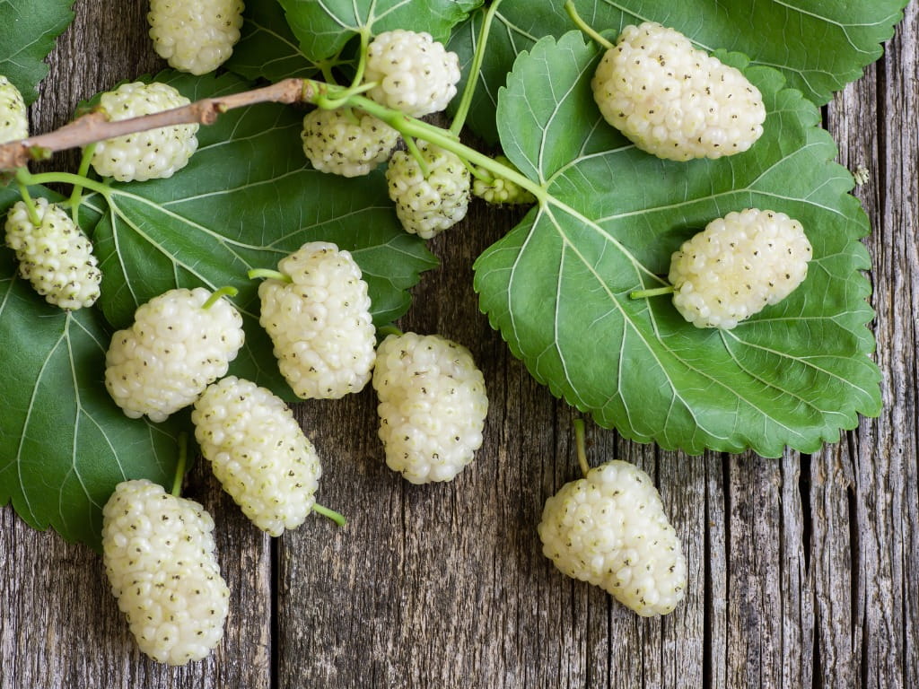 Health Benefits of White Mulberry