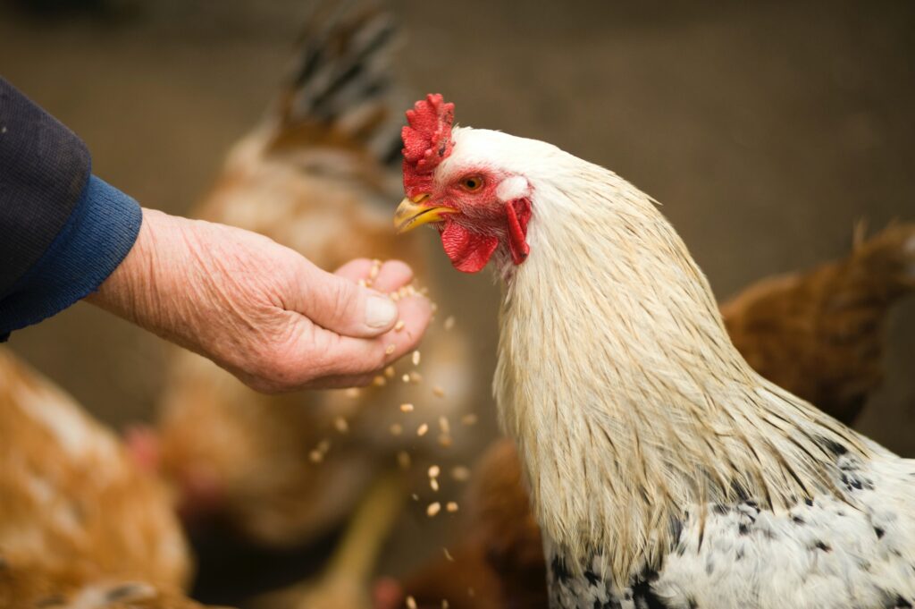 The Health Benefits of Using Antibiotics in Chickens