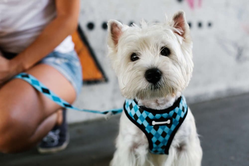 10 Ways a Dog Harness Can Help with Training and Behavior 