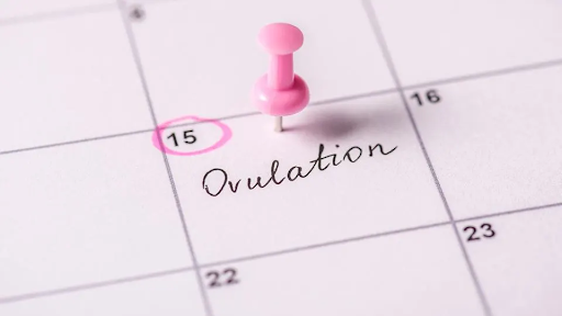 Ovulation Calculator: Know the Credentials