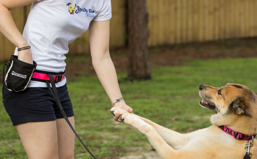 Dog Training Certification: Becoming an Expert Dog Trainer