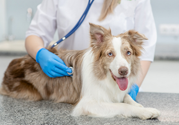 How to Save Thousands of Dollars with dog health insurance plans
