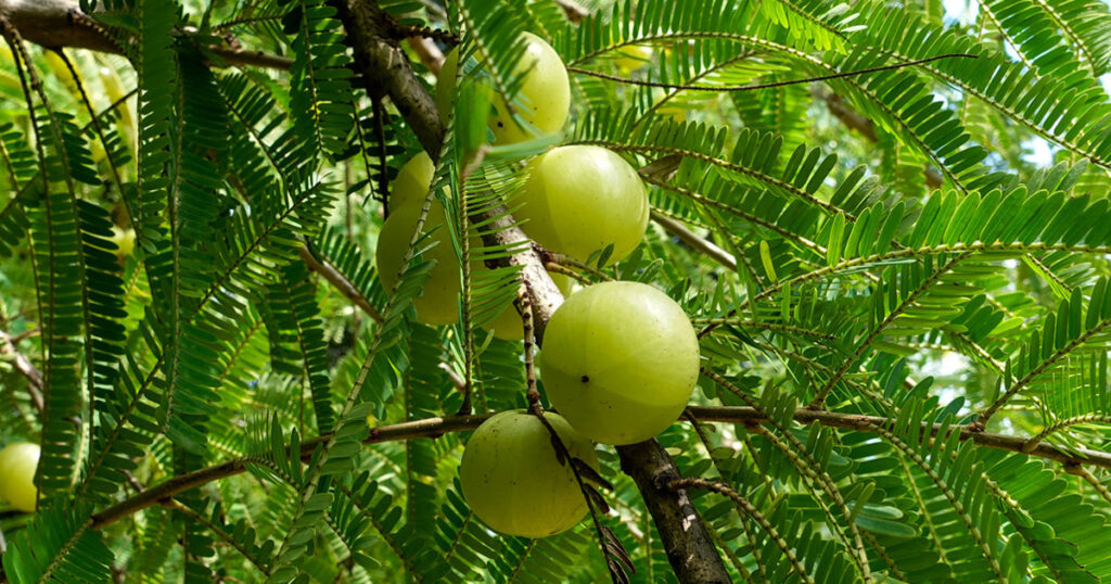 The Following 10 Health Benefits of Amla for Men