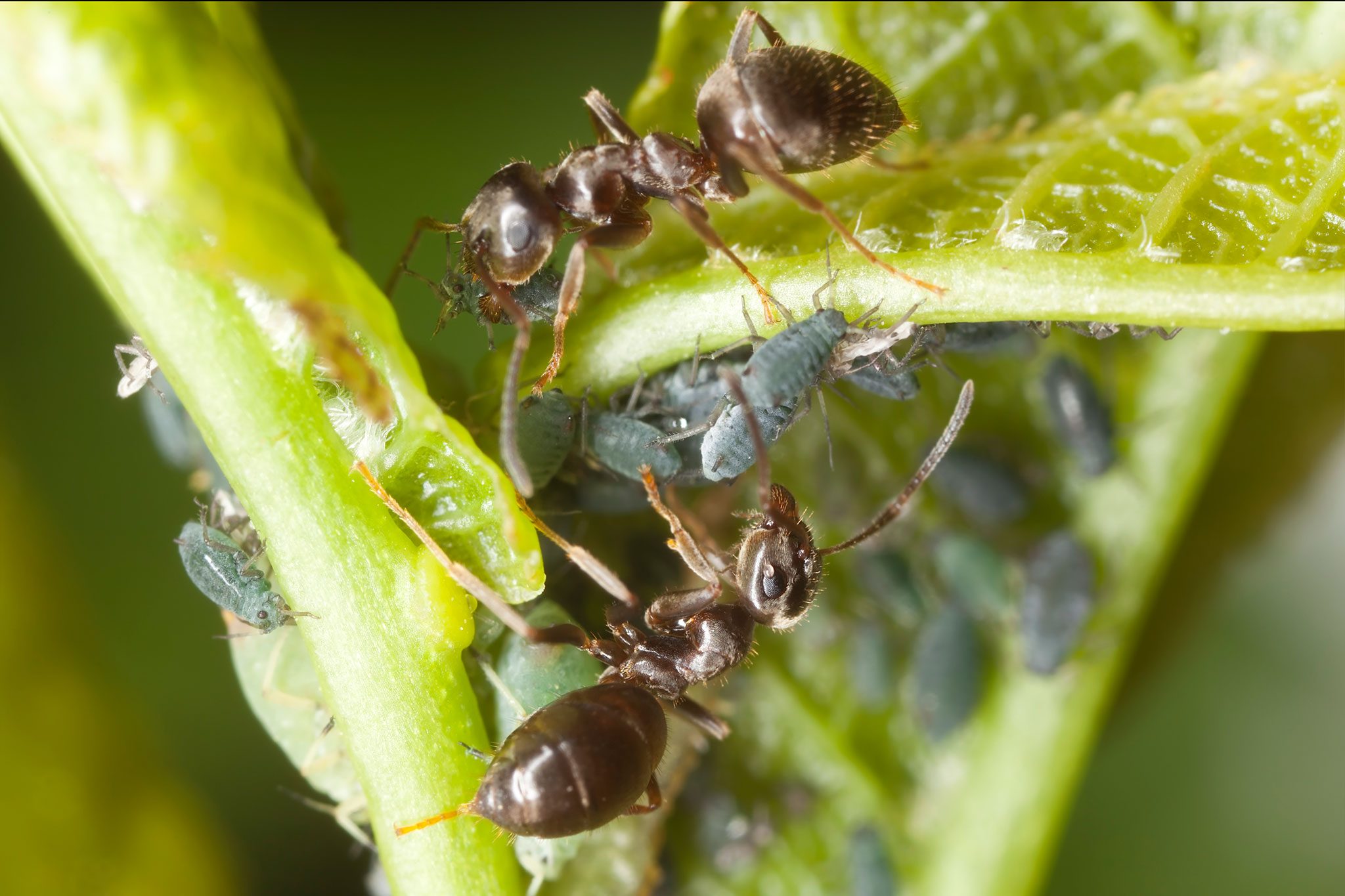Tips to Safely and Effectively Get Rid of Ants from Your Garden - Sohago
