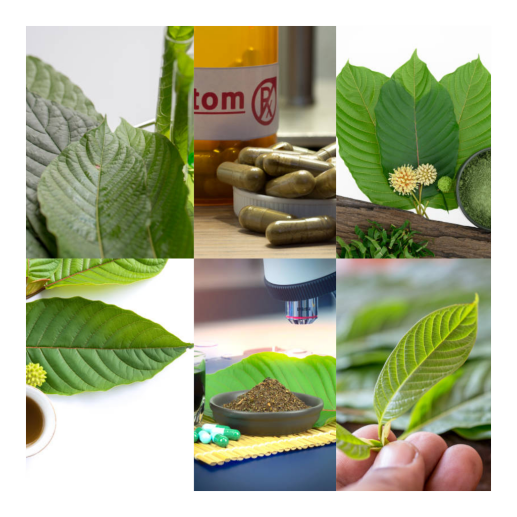 Aspects to Consider and Avoid while Procuring High-Quality Kratom