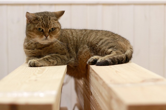 How to Find Quality Cat Boarding in Dubai