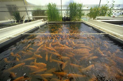 Fish Farming Market Trends, Share, Growth, and Forecast 2023-2028