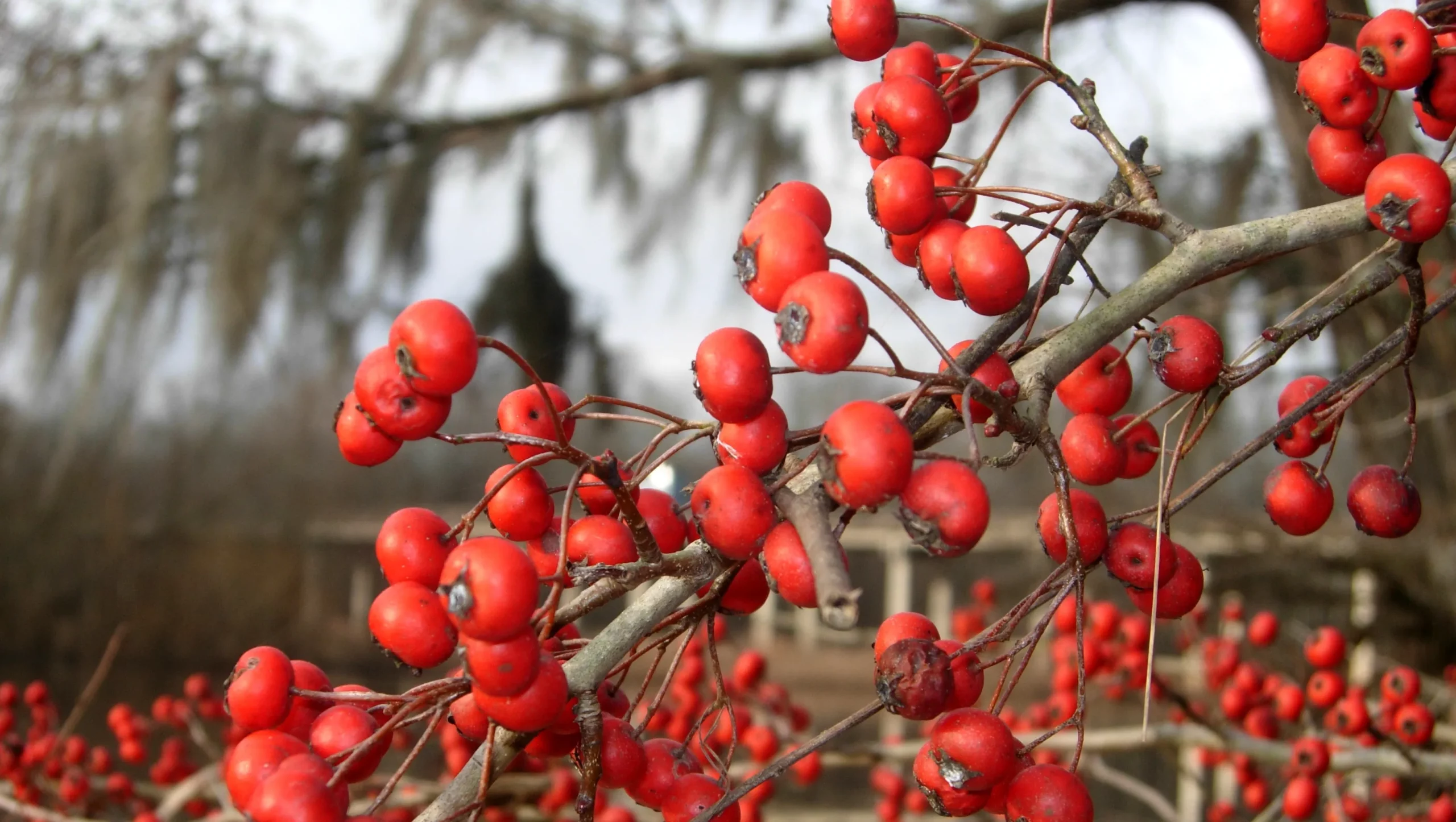 Hawthorn Berry Benefits, Nutrition Sohago