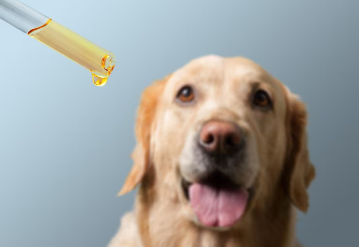 How Does Salmon Oil Affect Your Dog’s Health?