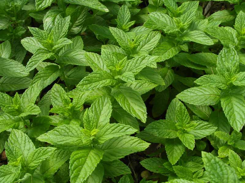Spearmint Leaves Benefits, Nutrition, And Its Side Effects