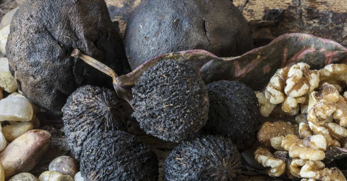 Wormwood Black Walnut Benefits Sohago