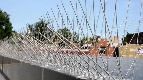 Say Goodbye to Bird Infestations: Protect Your Dubai Property with Anti Bird Spikes