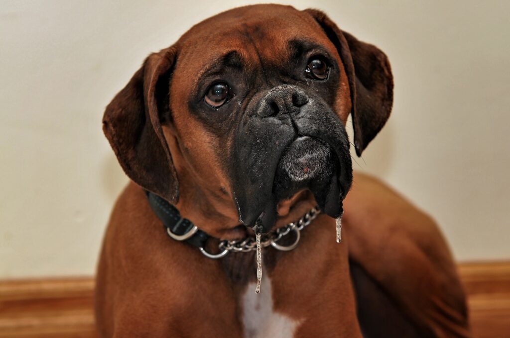 Boxer Dogs: The Energetic and Loyal Canine Companions