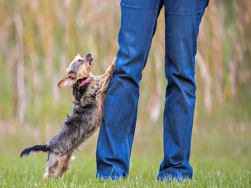 How to Become a Service Dog Trainer: The Ultimate Guide