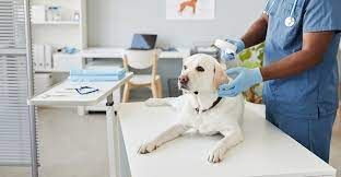 Veterinary Clinic vs Pet Hospital: A blog on why the vet clinic is better for your pet.