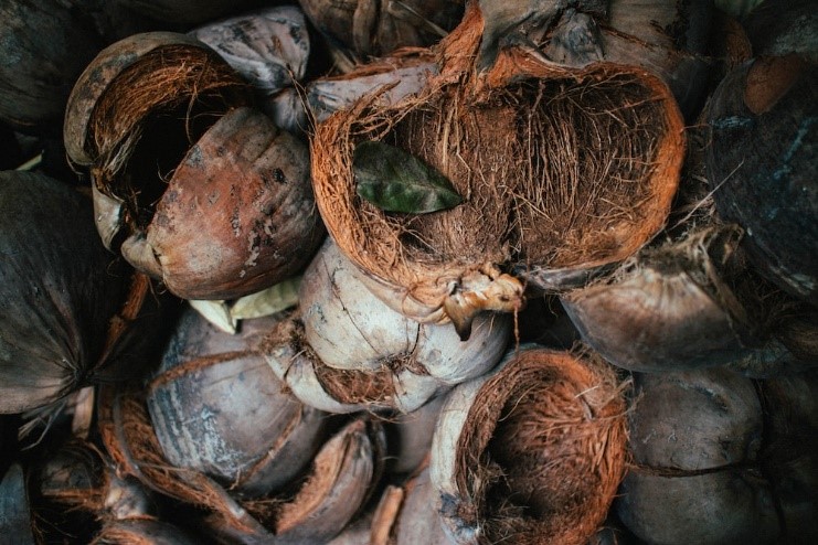 coconut husk for plants