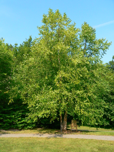 heritage birch tree