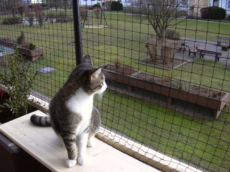 The Vital Role of Cat Fences in Minimizing Wildlife Interactions