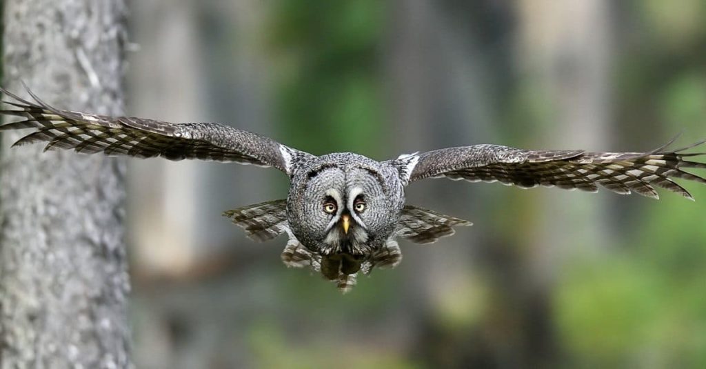 Understanding the Potential Danger of Owls