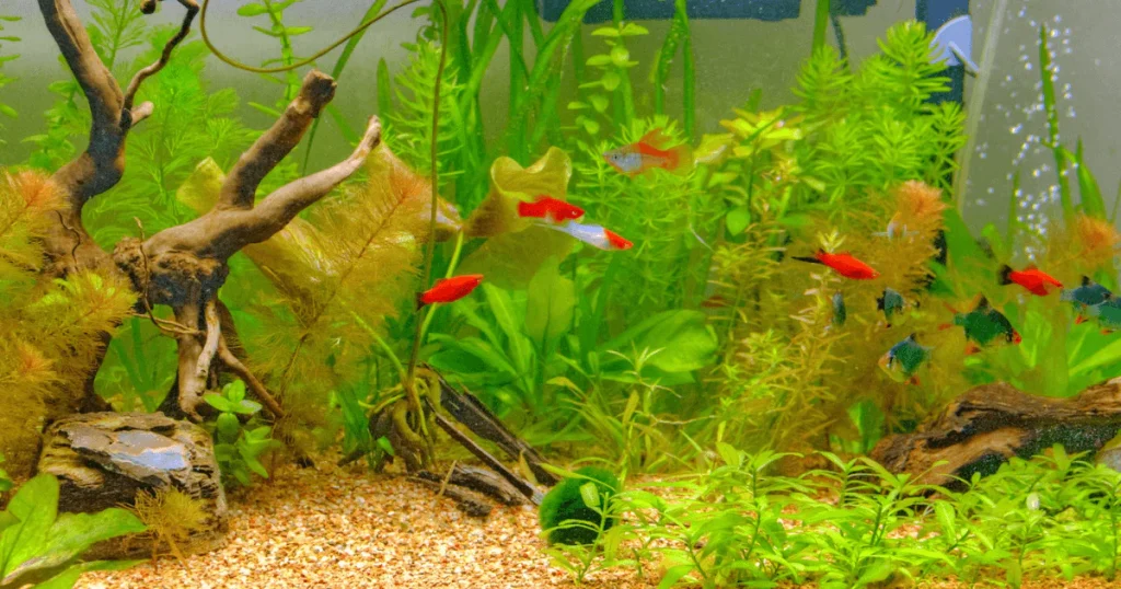Building a Serene and Beautiful Aquarium: The Complete Guide