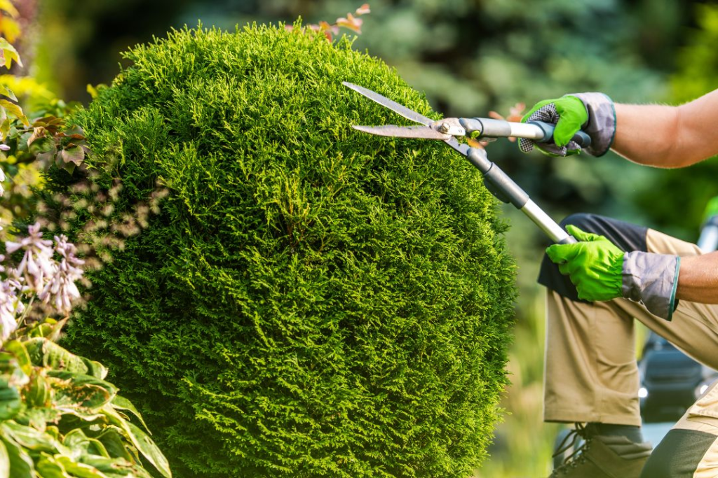 Enhancing Urban Greenery: Fort Collins Tree Service