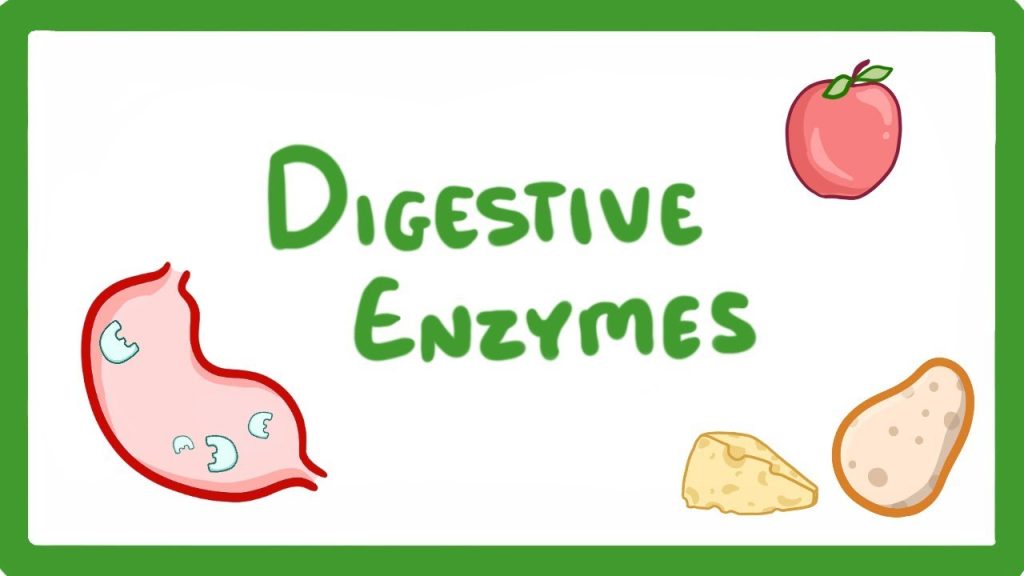 Best Probiotic Supplement for Women – Restore Your Gut & Elevate Your Health