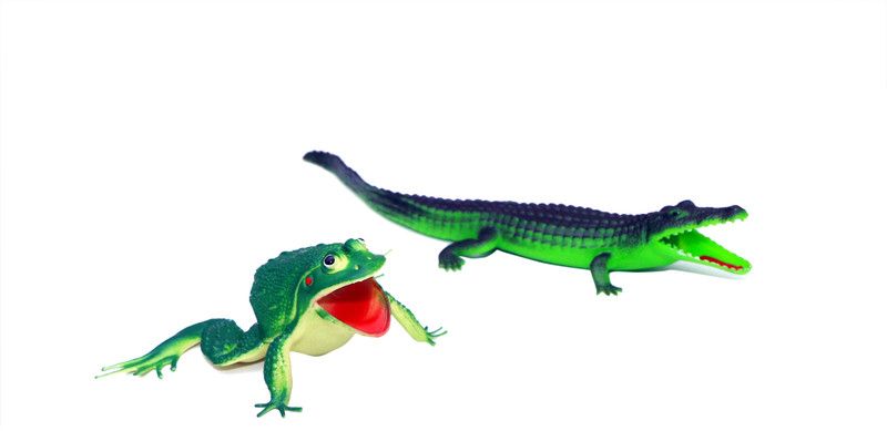 Global Gifts Bath Toy Combo Wild Crocodile and Crazy Frog Bath Toy  (Multicolor)