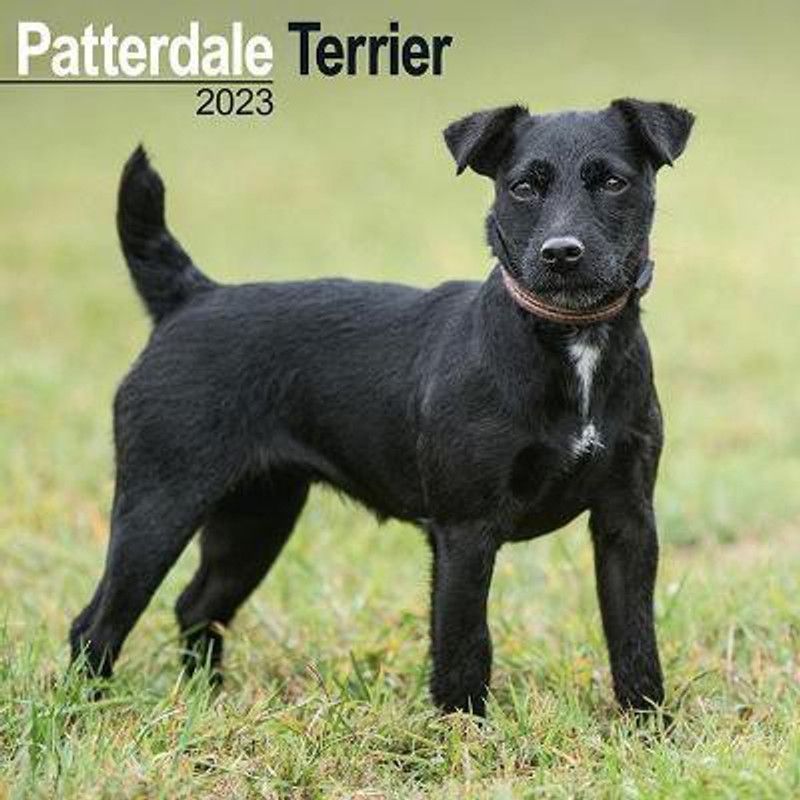 Patterdale Terrier 2023 Wall Calendar  (English, Calendar, unknown)