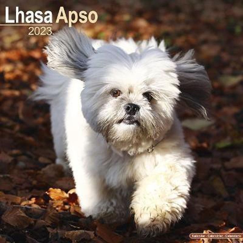 Lhasa Apso 2023 Wall Calendar  (English, Calendar, unknown)