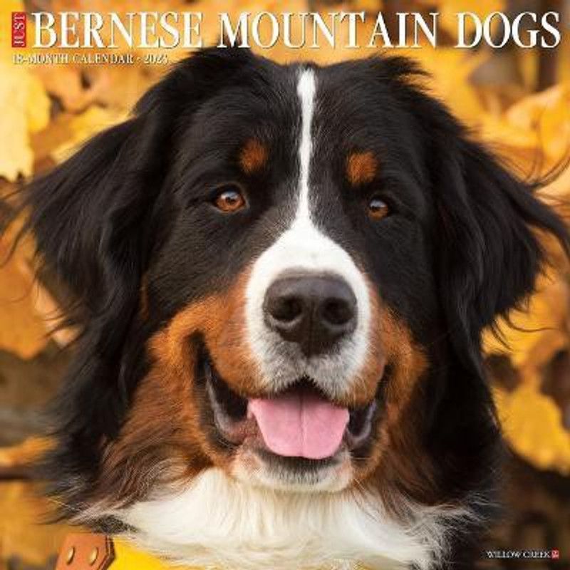 Just Bernese Mountain Dog 2023 Wall Calendar  (English, Calendar, Willow Creek Press)
