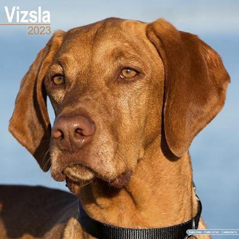 Vizsla 2023 Wall Calendar  (English, Calendar, unknown)