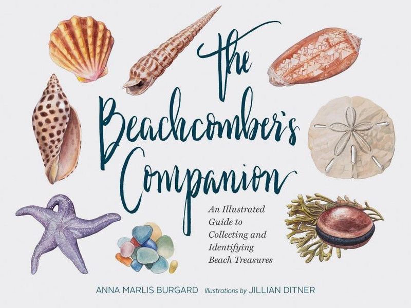 Beachcomber's Companion  (English, Hardcover, Dittner Jillian)