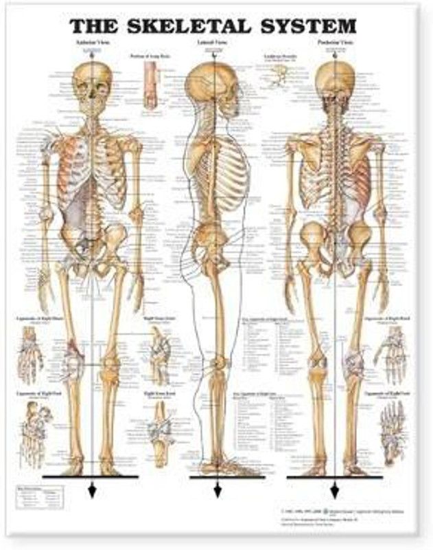 The Skeletal System Giant Chart  (English, Wallchart, unknown)
