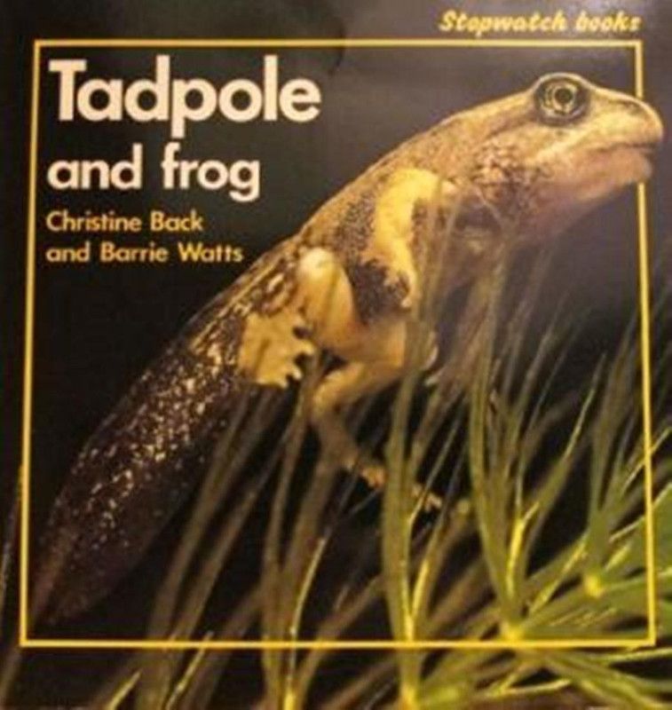 Tadpole and Frog  (English, Paperback, Back Christine)