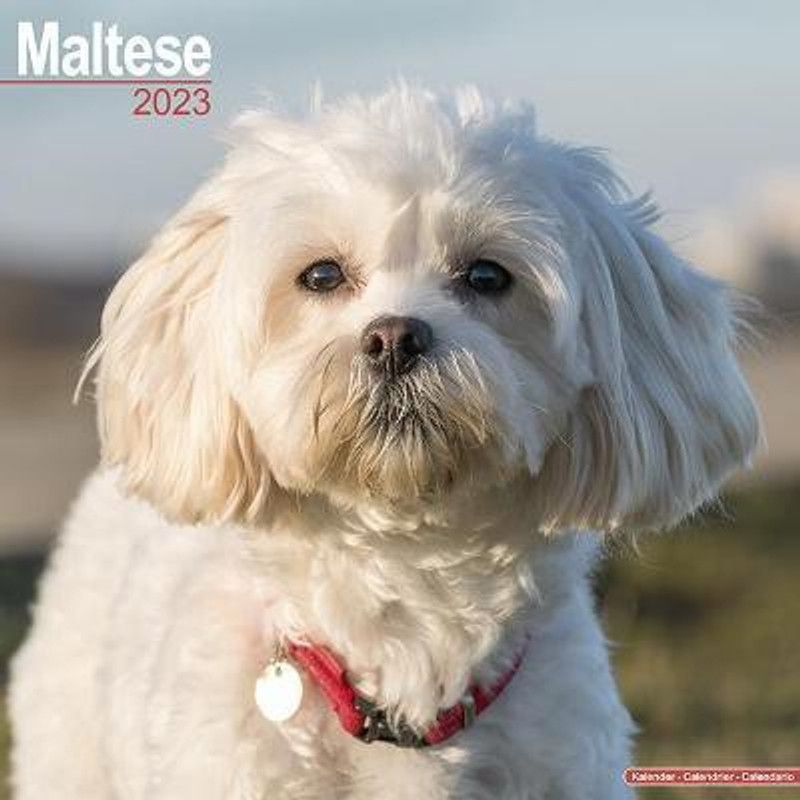 Maltese 2023 Wall Calendar  (English, Calendar, unknown)