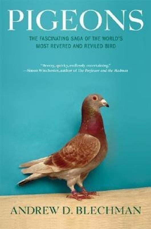 Pigeons  (English, Paperback, Blechman Andrew D.)