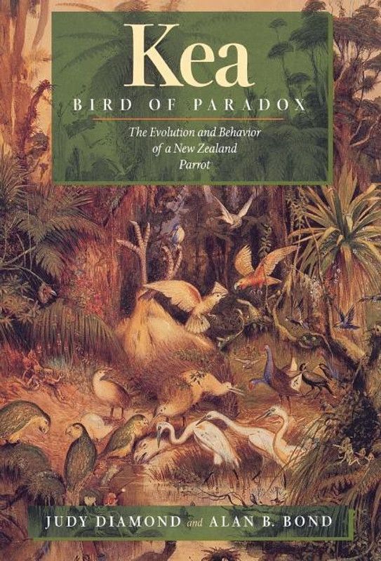 Kea, Bird of Paradox  (English, Hardcover, Diamond Judy)