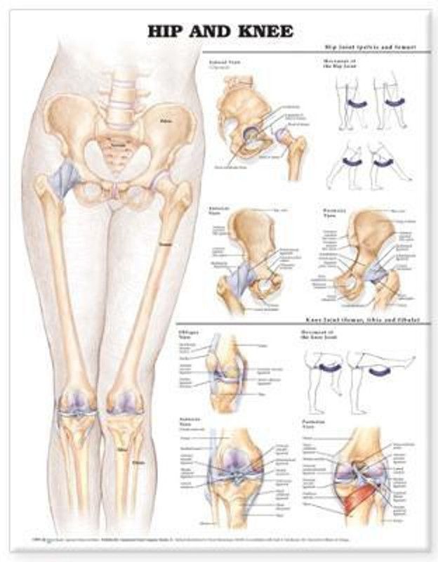 Hip and Knee Anatomical Chart  (English, Wallchart, unknown)
