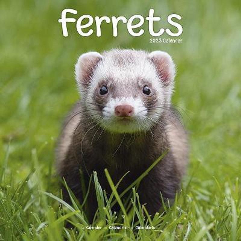 Ferrets 2023 Wall Calendar  (English, Calendar, unknown)