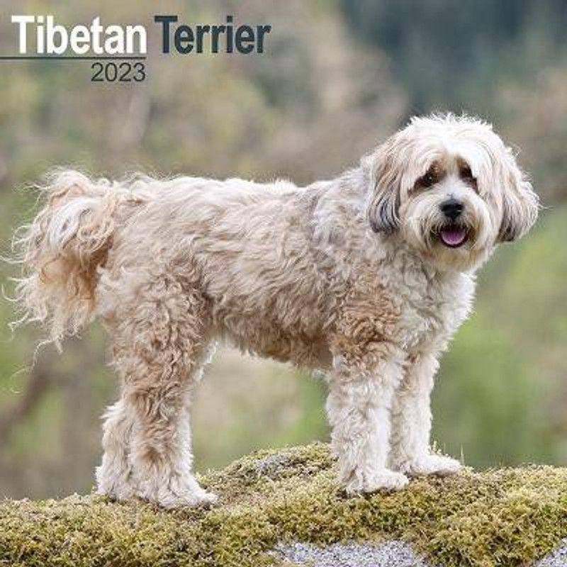 Tibetan Terrier 2023 Wall Calendar  (English, Calendar, unknown)