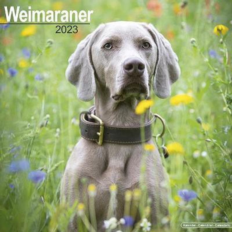 Weimaraner 2023 Wall Calendar  (English, Calendar, unknown)