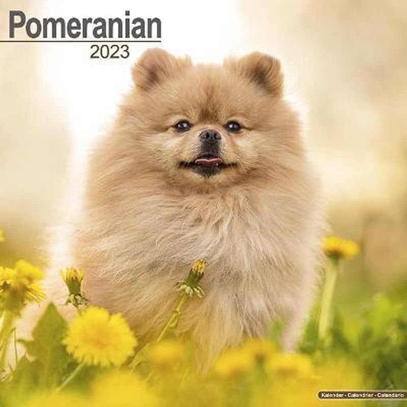 Pomeranian 2023 Wall Calendar  (English, Calendar, unknown)