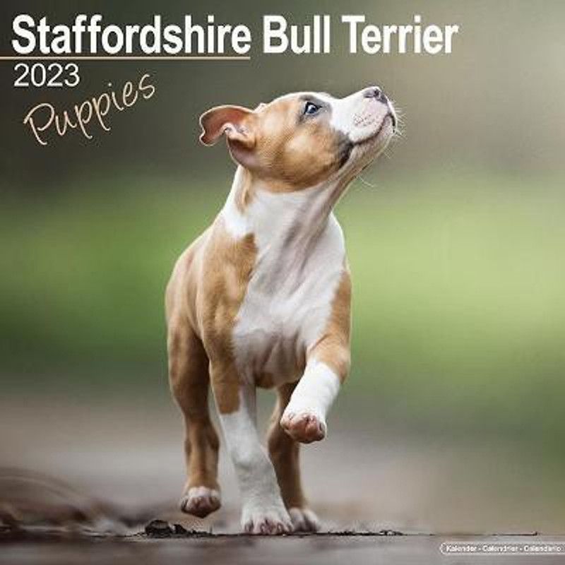 Staffordshire Bull Terrier Puppies 2023 Wall Calendar  (English, Calendar, unknown)